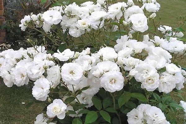 A jéghegy fajta hegymászó rózsa termesztésének leírása és szabályai