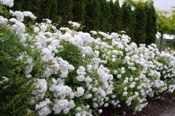 white shrubs