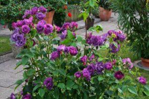 Description and rules for growing roses of the Rhapsody in Blue variety