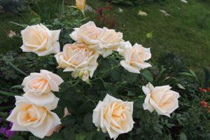 Popis hybridních odrůd čajové růže Versilia, technologie pěstování