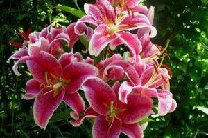 Description and characteristics of varieties of tiger lily, cultivation and reproduction