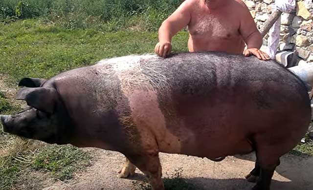combien pèse le cochon