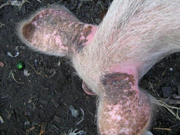 scabies in pigs