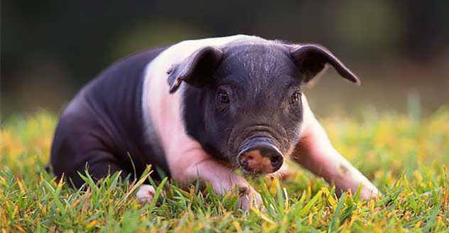 svin opdrætter Hampshire