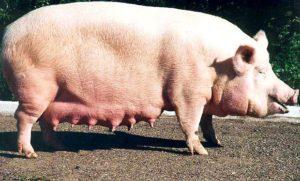 وصف وخصائص سلالة الخنازير البيضاء الكبيرة وحفظها وتربيتها