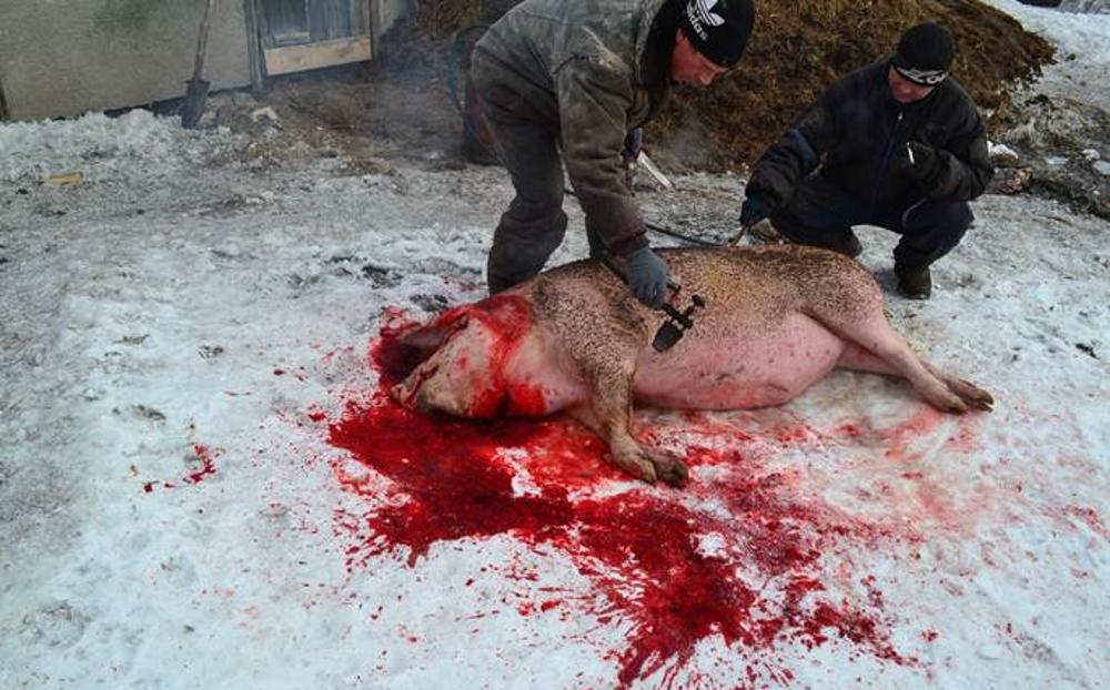 pig slaughter