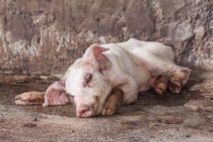 Semne și simptome ale bolilor de porc, tratamentul și prevenirea acestora