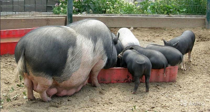 cho lợn con ăn