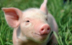 Evde domuz yavrularında ishal, ilaçlar ve halk ilaçları nasıl tedavi edilir