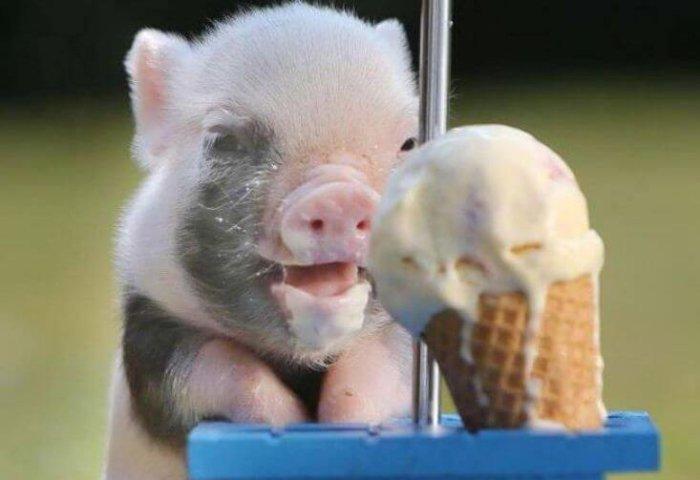 domuz yavrusu ve dondurma