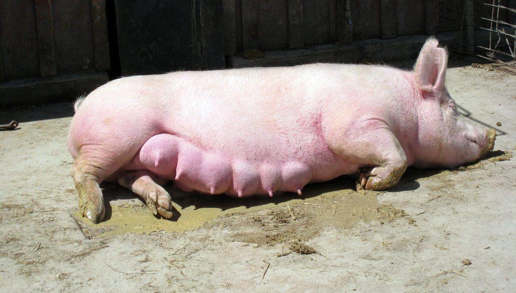 трудна свиња