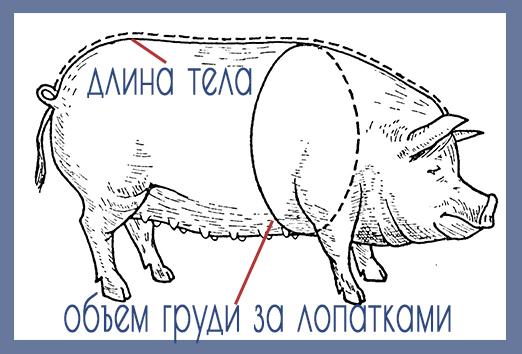 kiaulės piešimas