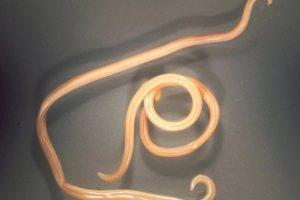 Symptoms and treatment of worms in pigs at home with folk remedies and drugs