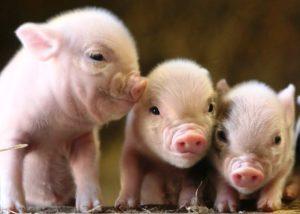 Reguli de reproducere a porcilor la domiciliu pentru începători, rentabilitate