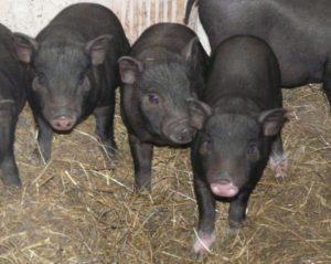 Keeping and breeding Vietnamese piglets at home