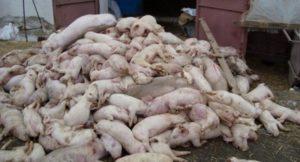 L’agent causant del porc tsum, els seus símptomes i tractament, és perillós per a l’ésser humà