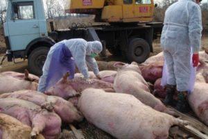 Causes i símptomes de la pesta porcina africana, perill per als humans i com es transmet