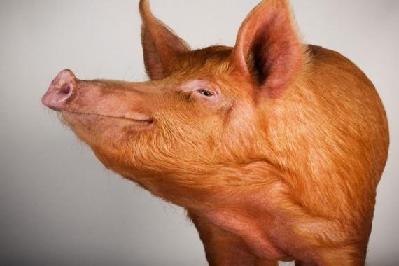 Tamworth pig breeds