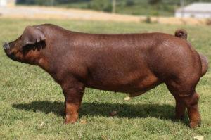 Opis i karakteristike pasmine svinja Duroc, uvjeti držanja i uzgoja