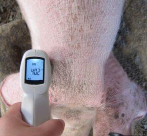 De snelheid en oorzaken van koorts bij varkens, hoe te meten en hoe te behandelen