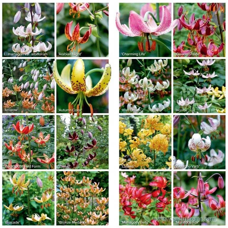 types of lilies
