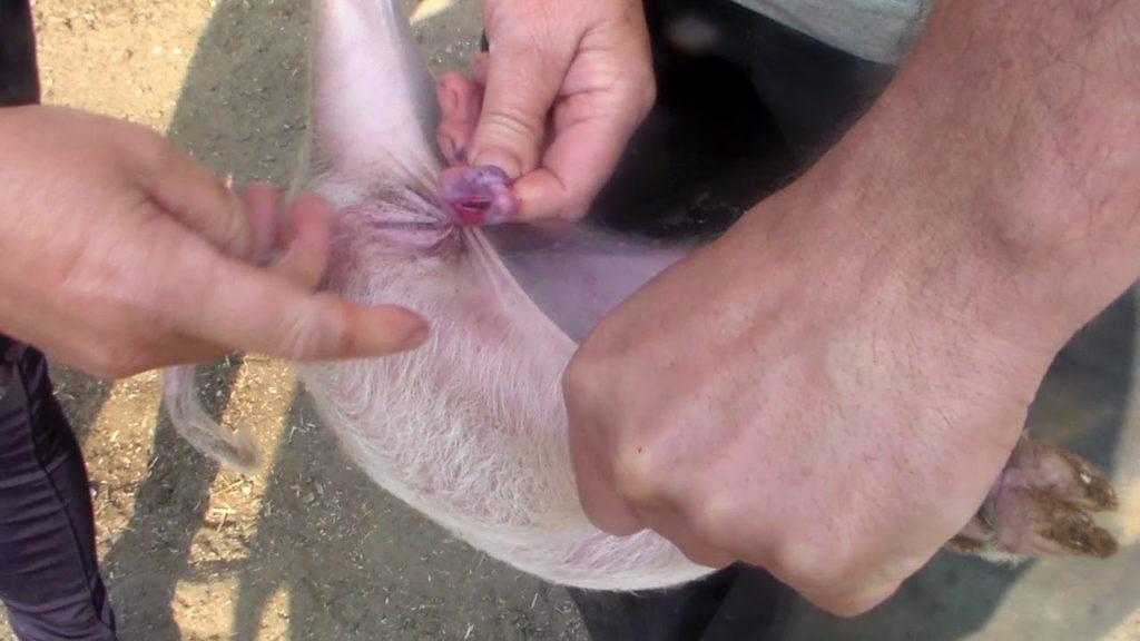 castratie van varkens