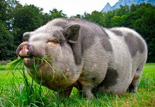 pig eating
