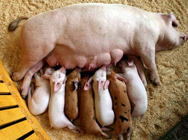 mama ir kiaulės