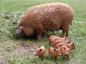 Macar mangalitsa domuz ırkı, bakımı ve ıslahının özellikleri ve tanımı
