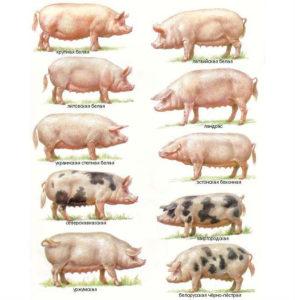 Description of pig breeds and selection criteria for home breeding
