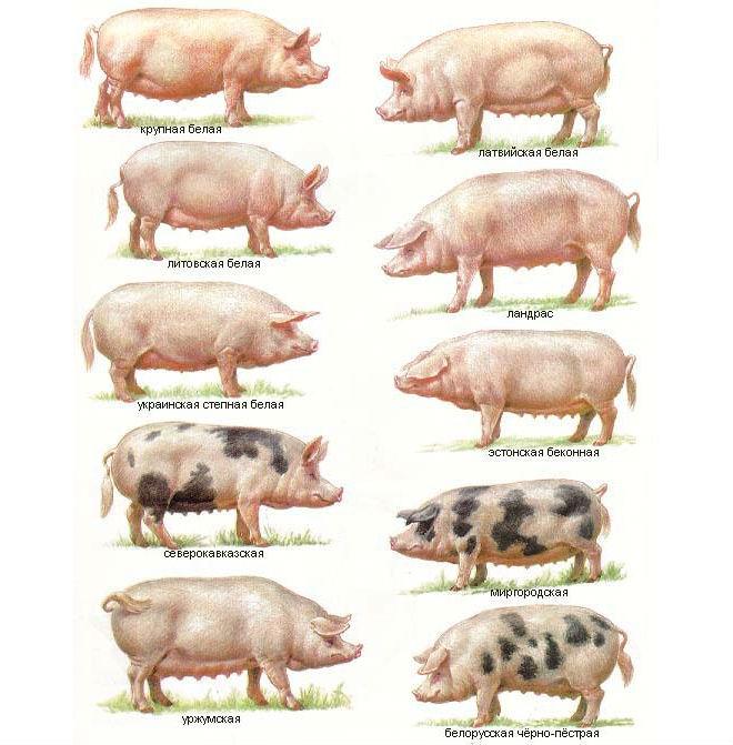 rasy świń