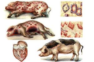 Causas y síntomas de la erisipela porcina, métodos de tratamiento y prevención.