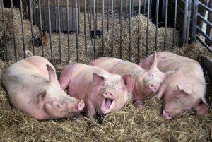 De veroorzaker en oorzaken van schurft bij varkens, symptomen en behandelingsmethoden