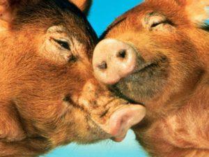 Како знати да ли је свиња одмакла на младунче, колико дана и у којој старости