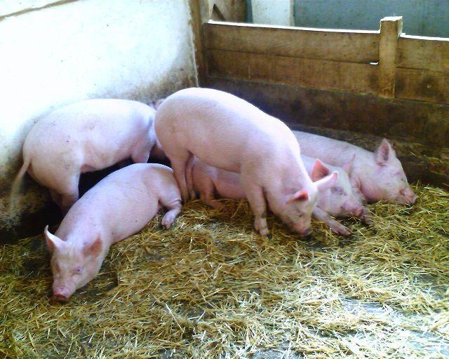 varkens in een varkensstal