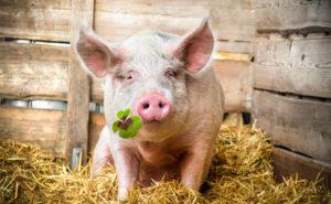 Was fressen Schweine und was füttern sie, um zu Hause schnell zu wachsen?