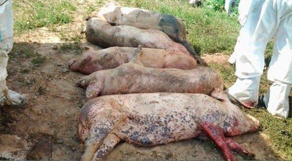 African swine fever