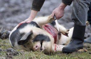 Πώς να σφάζετε ένα γουρούνι στο σπίτι, τη διαδικασία σφαγής και χρήσιμες συμβουλές