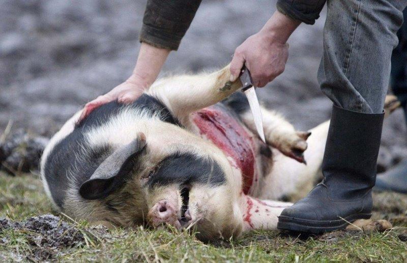 Schweineschlachtung