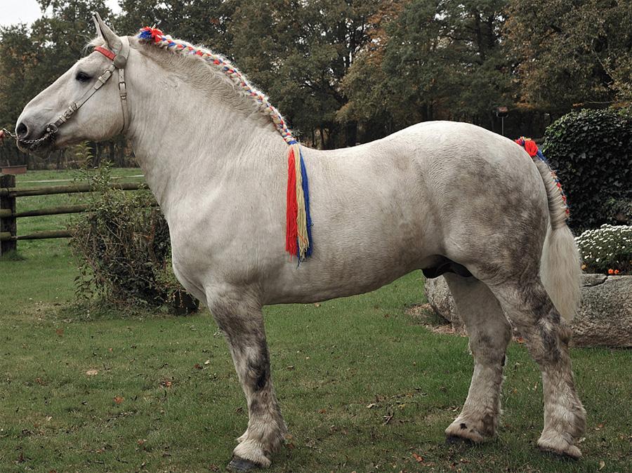 Percheronský kôň