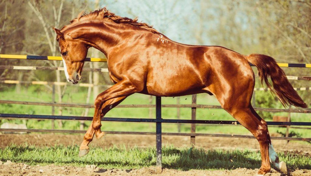 horse breeds Donskaya