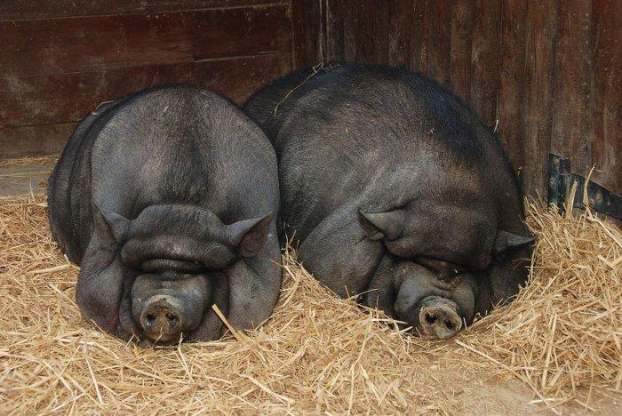 Zwart Iberisch varken