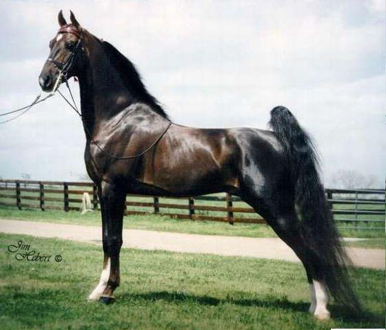 skaists zirgs