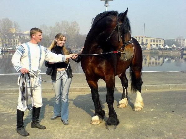 ló és az emberek