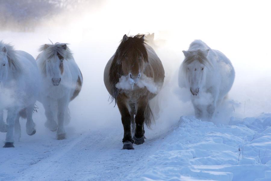 Yakut hest