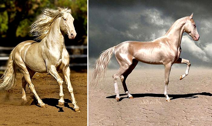 Άλογο Akhal-Teke