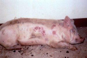 Orsaker till uppkomsten av röda fläckar vid svinsjukdomar, vad man ska göra och hur man ska behandla