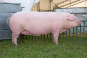 Description and characteristics of Landrace pigs, conditions of detention and breeding