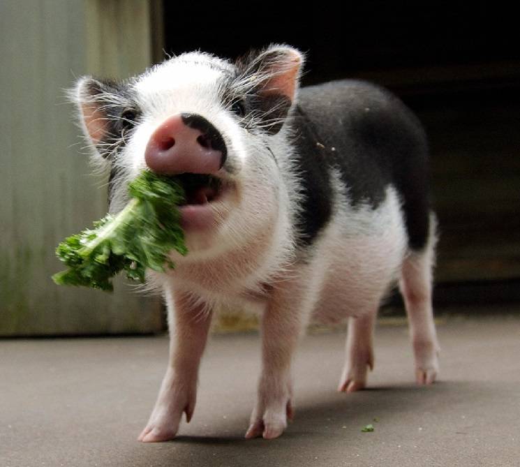 piglet eating