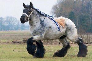 Mô tả và đặc điểm của ngựa thuộc giống Shire, điều kiện giam giữ và nhân giống